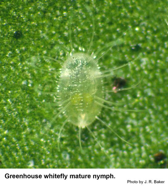 A healthy greenhouse whitefly nymph.